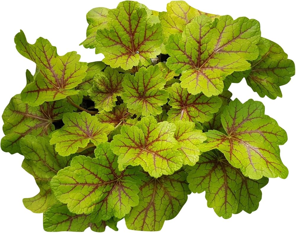 Green And Yellow Coleus Seeds For Planting Plant Seeds