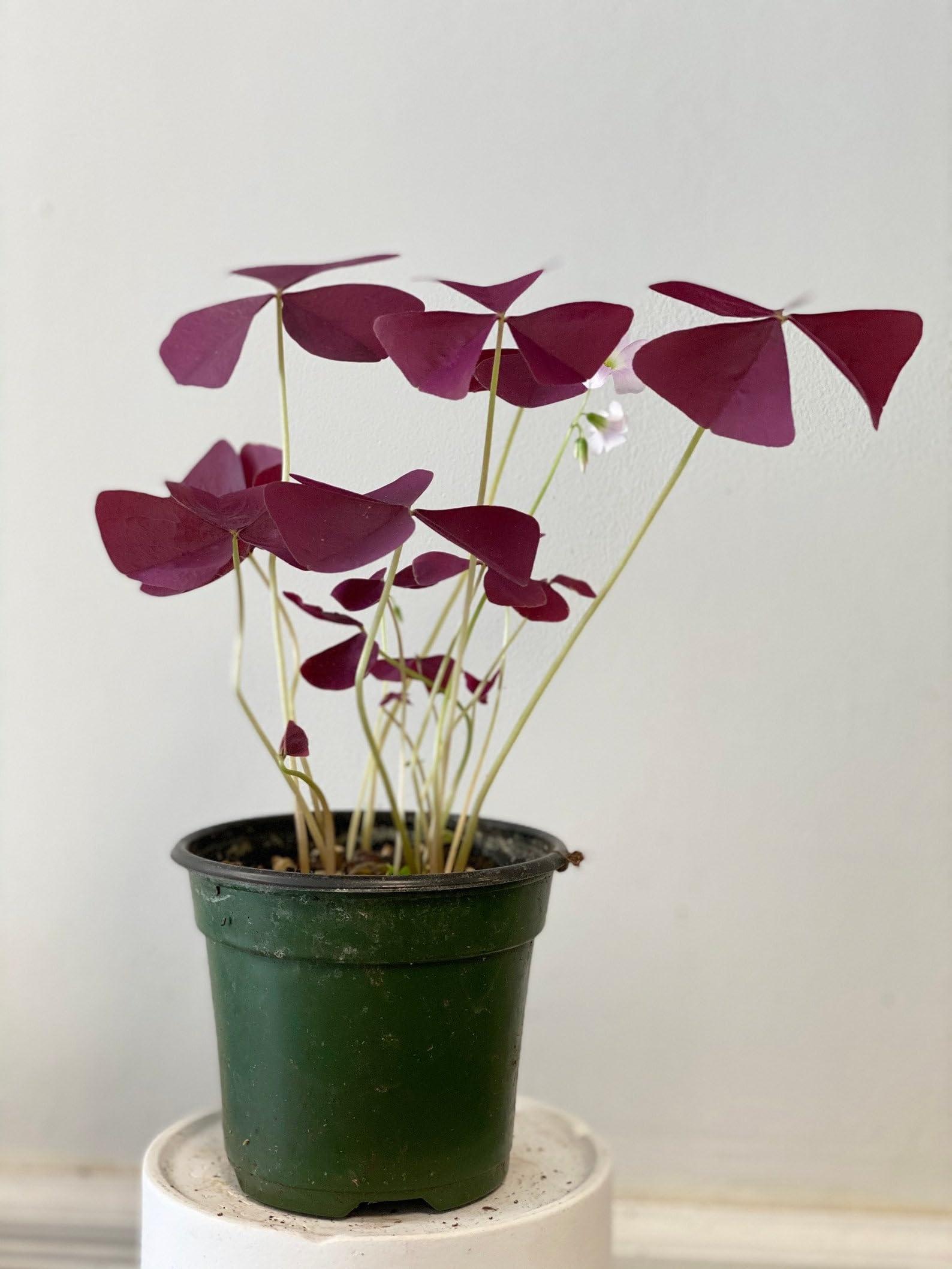Oxalis Oxalis spp. for planting in indoor garden