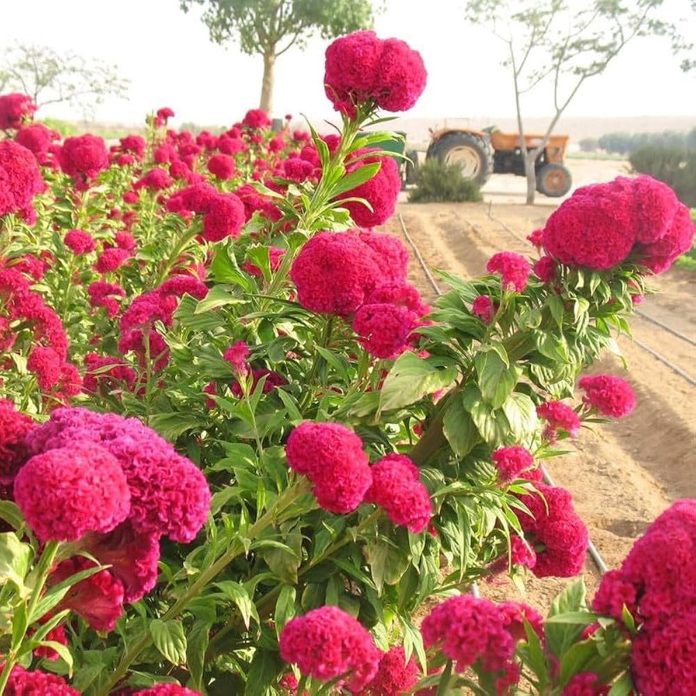 Celosia Century Rose annual flower seeds for summer beds