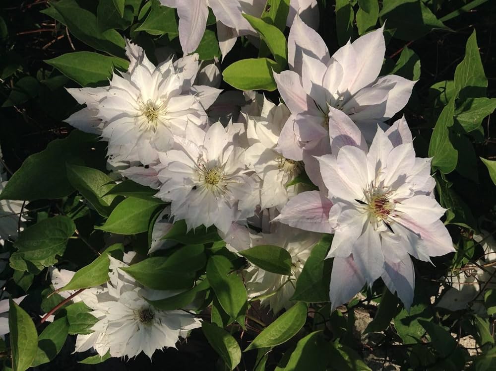 Clematis Mixed Color Clematis spp. for planting in garden