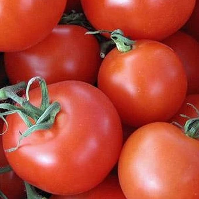 Heirloom Vegetable Pomodoro "Homestead" seeds for tomatoes