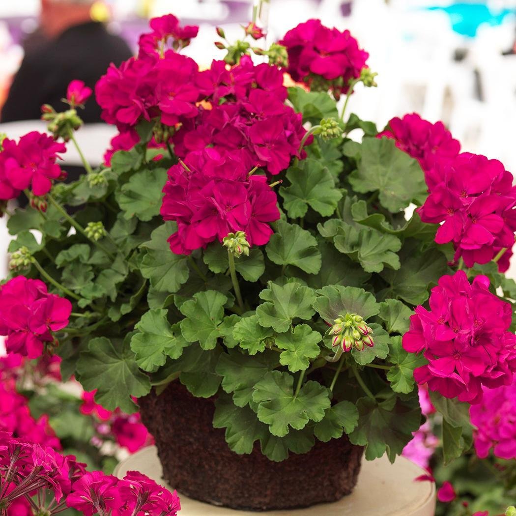 Pelargonium Peltatum Geranium Seeds for indoor