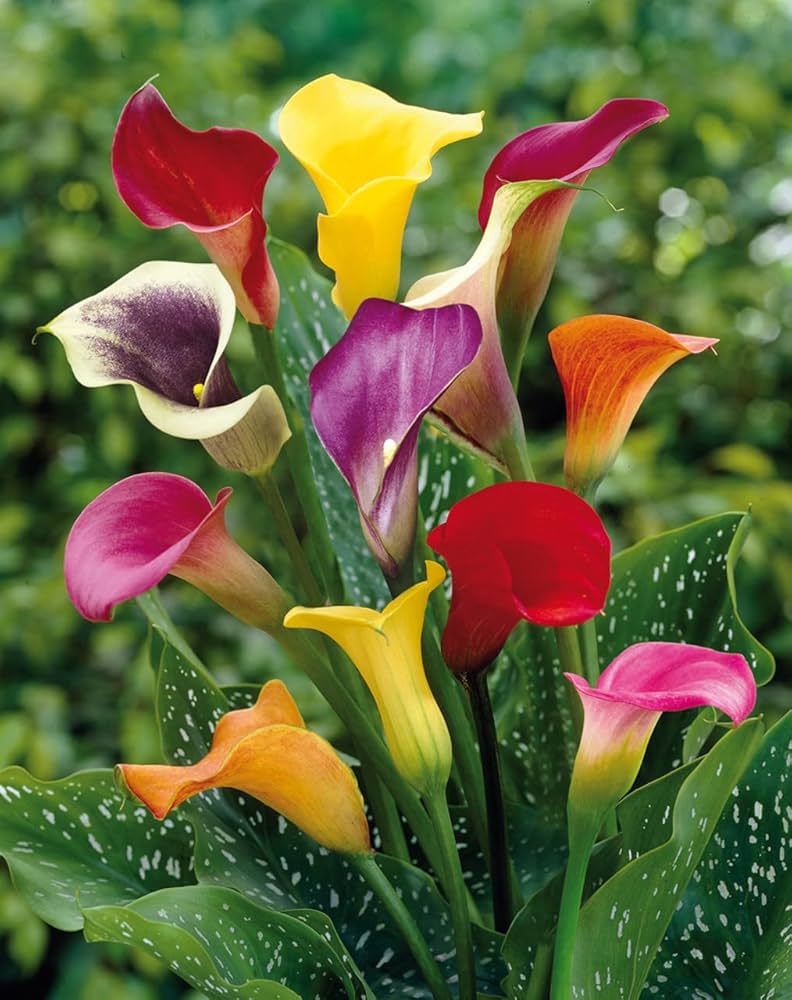 Calla Lily Zantedeschia Species Seeds for planting in flower bed