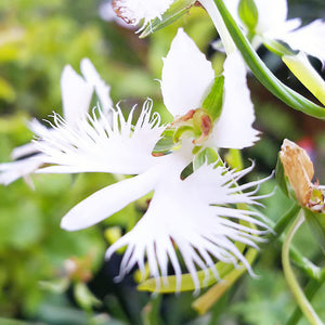 Japanese Radiata Seeds for Planting - Shop for Elegant Blooms