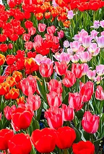 Double Tulip Seeds for Rare Perennial Bonsai and Garden Blooms