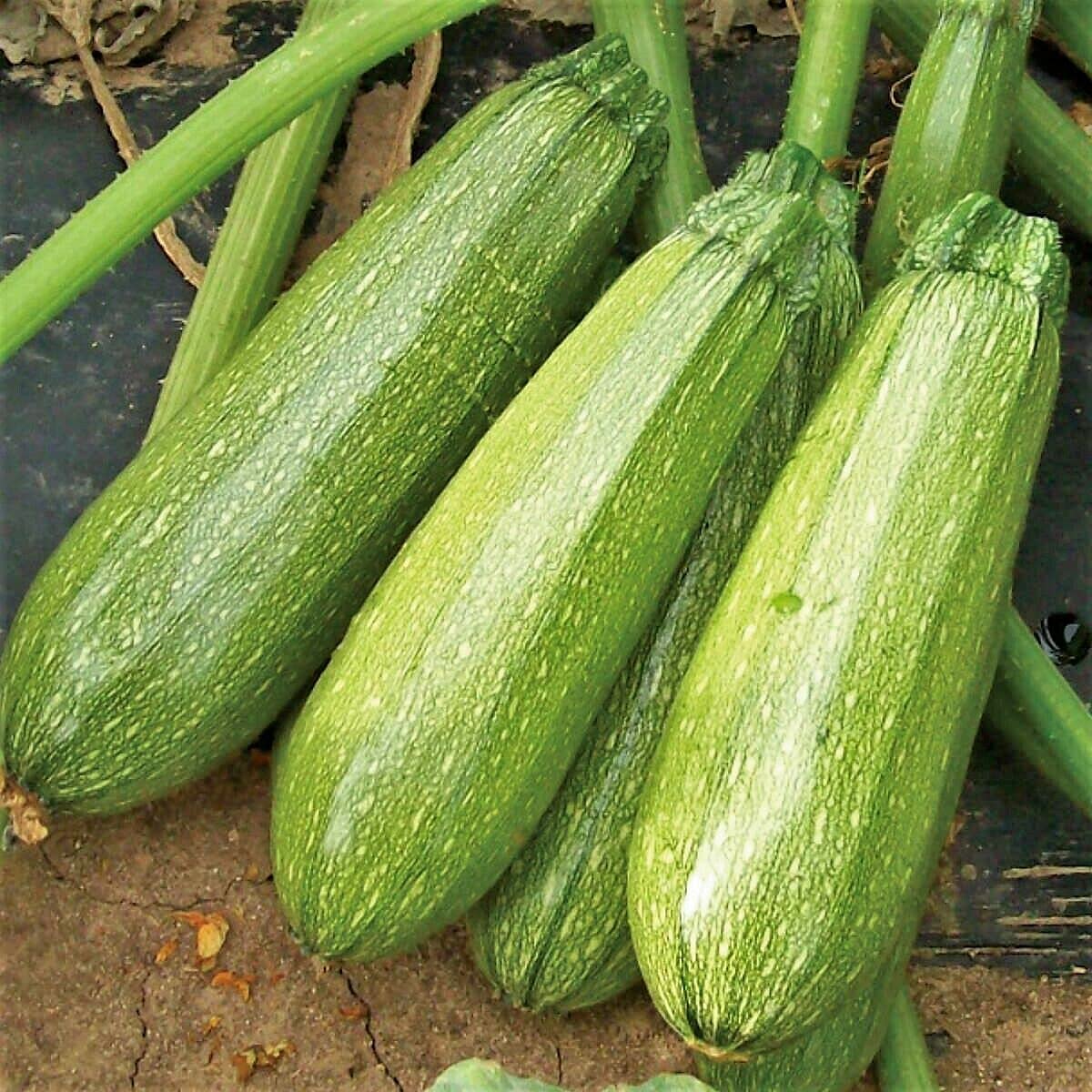 Gray Zucchini Summer Squash Seeds for unique heirloom varieties