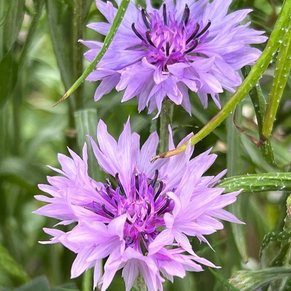 Purple Centaurea Flower seeds for Planting - Shade Tolerant, Heirloom & GMO Free Seeds for Home Garden
 
 Sale seeds for planting in home garden
