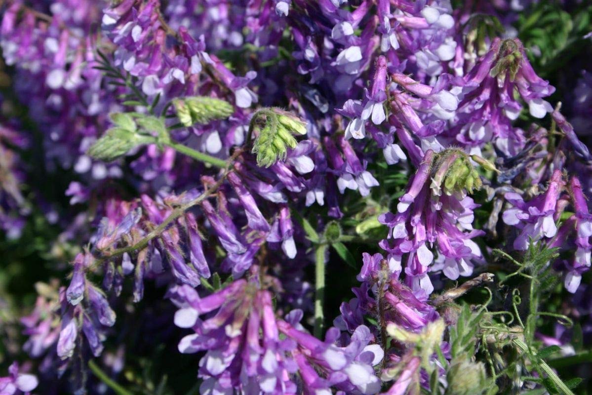 Purple Hairy Vetch Flower seeds for Planting - Garden Favorite, Heirloom & GMO Free Seeds for Home Garden
 
 Sale seeds for planting in home garden