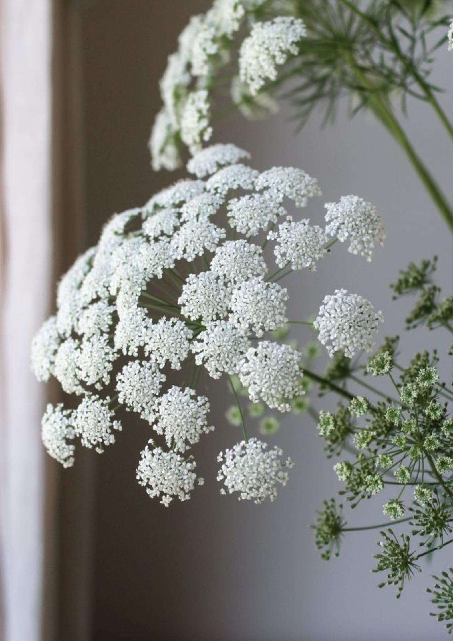 Bishop's Flower Ammi majus for planting in flower bed