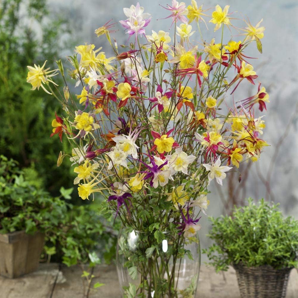 Columbine Flower Seeds For Easy Planting In Woodland Gardens