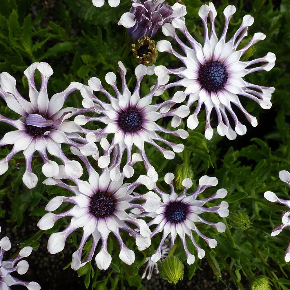 Dimorphotheca Purple Purple Osteospermum Seeds Dimorphotheca for Planting - Order Now