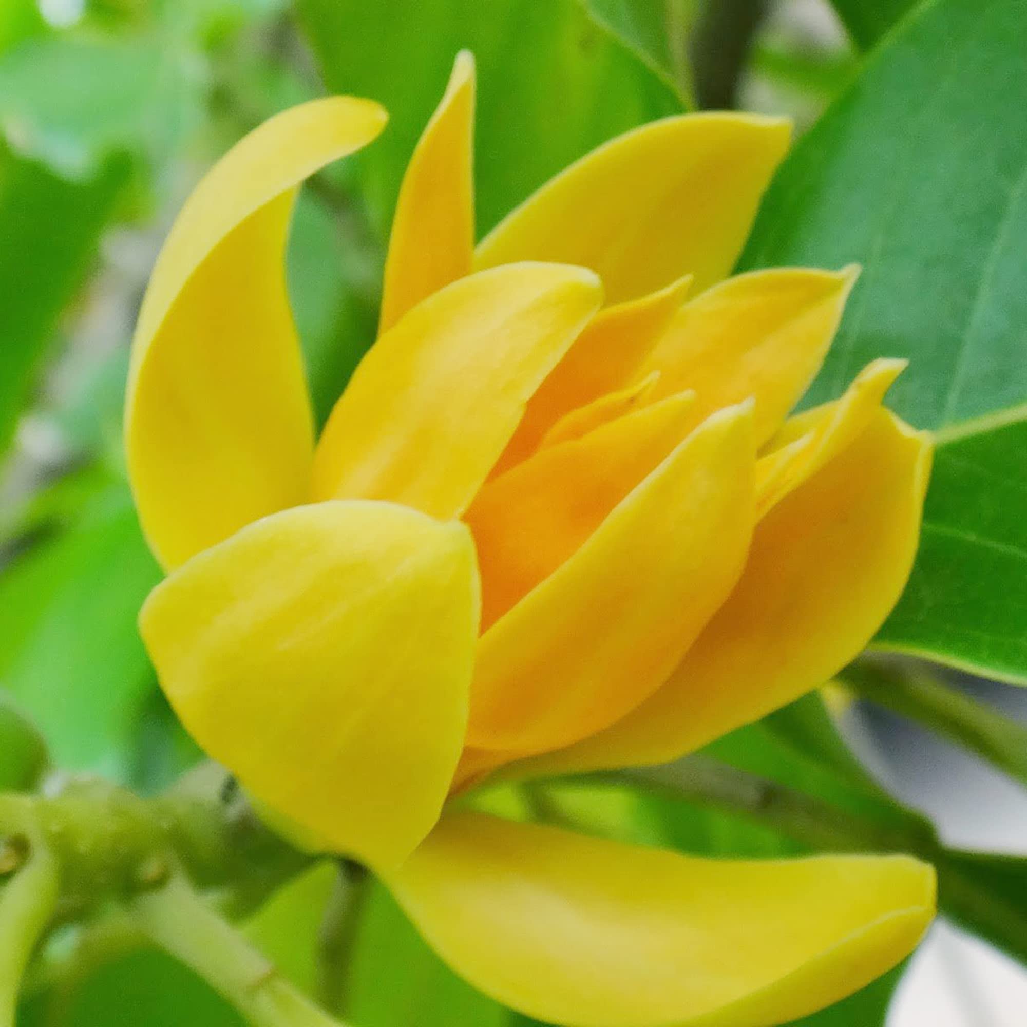 Magnolia Orange Flower Seeds for Vibrant, Beautiful Garden Blooms
