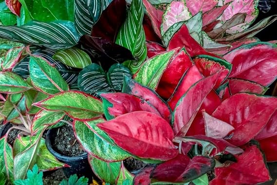 Aglaonema Planting Seeds For Ornamental Foliage