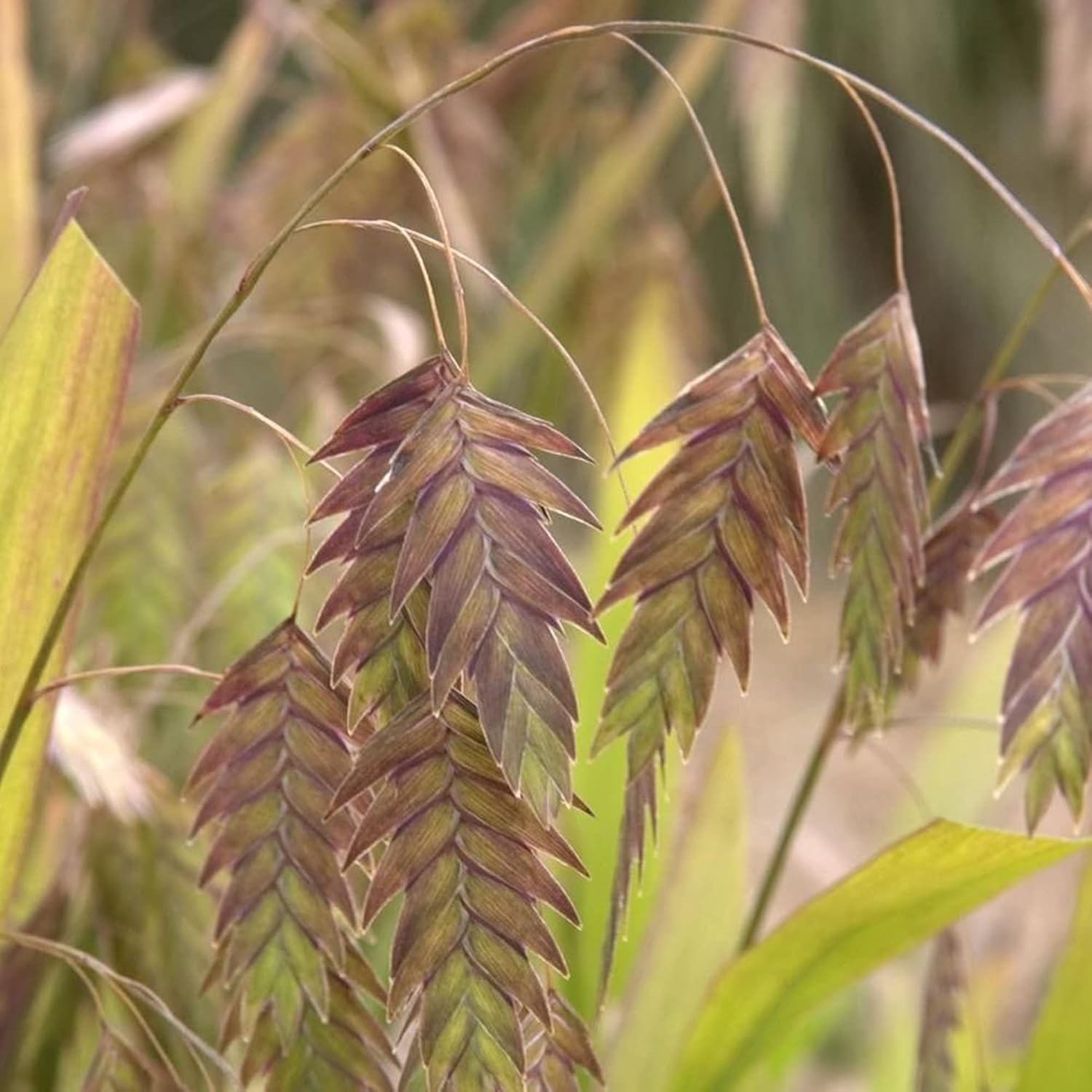 Northern Sea Oats Seeds Chasmanthium Latifolium Ornamental Grass Low Maintenance Cut Flower Showy