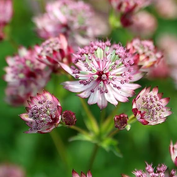 Astrantia Pincushion Seeds For Planting Flower