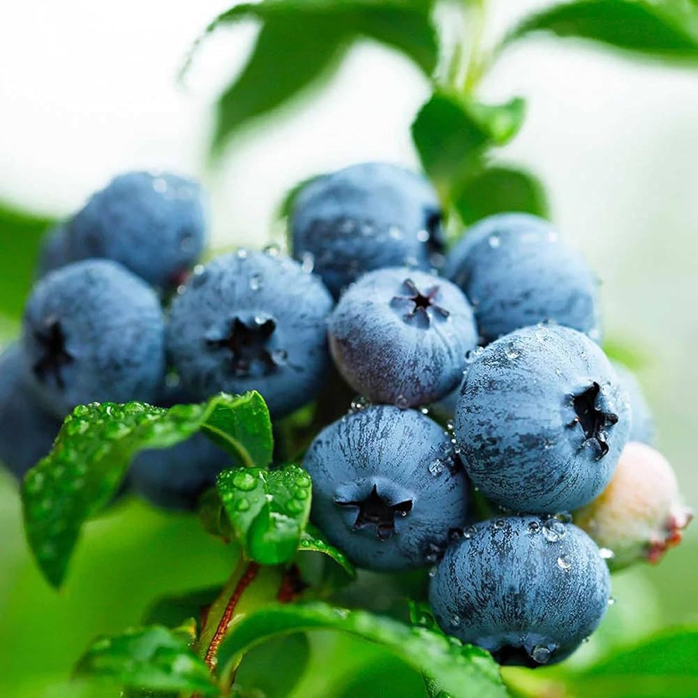 Heidelbeeren Seeds Planting Kit For Growing Fresh Blueberries