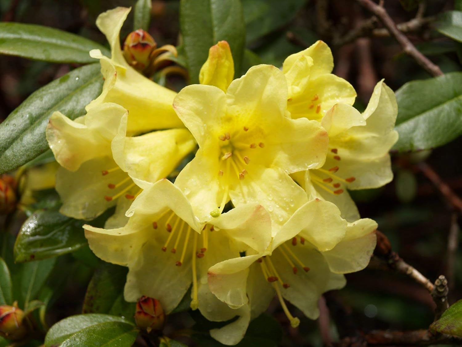 Rhododendron Yellow Seeds For Planting