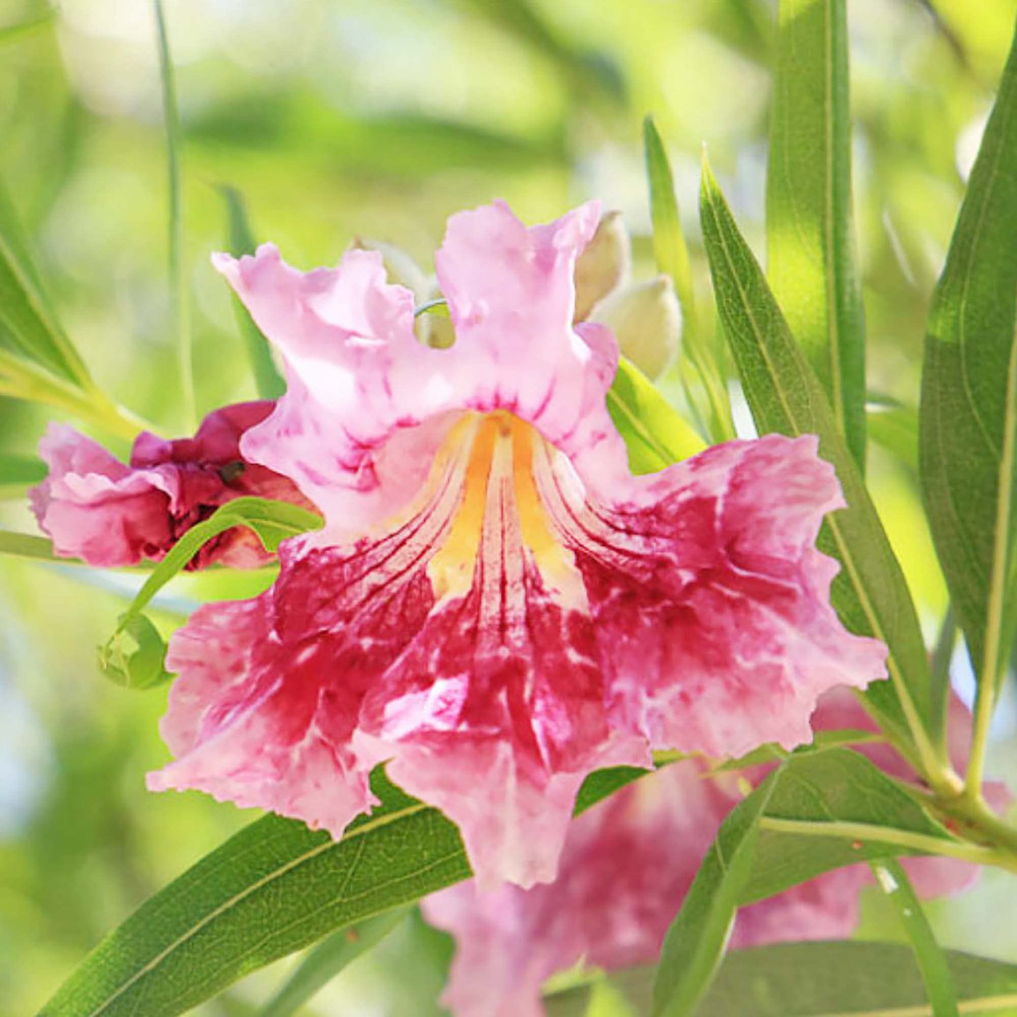 Desert Willow Chilopsis linearis for planting in garden