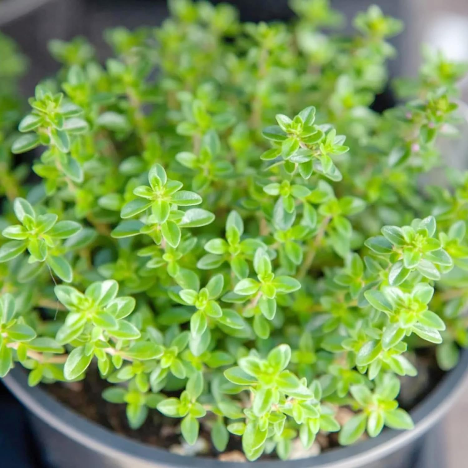 Lemon Thyme Seeds Thymus Citroidorus Fragrant Evergreen Deer & Rabbit Drought Tolerant Culinary