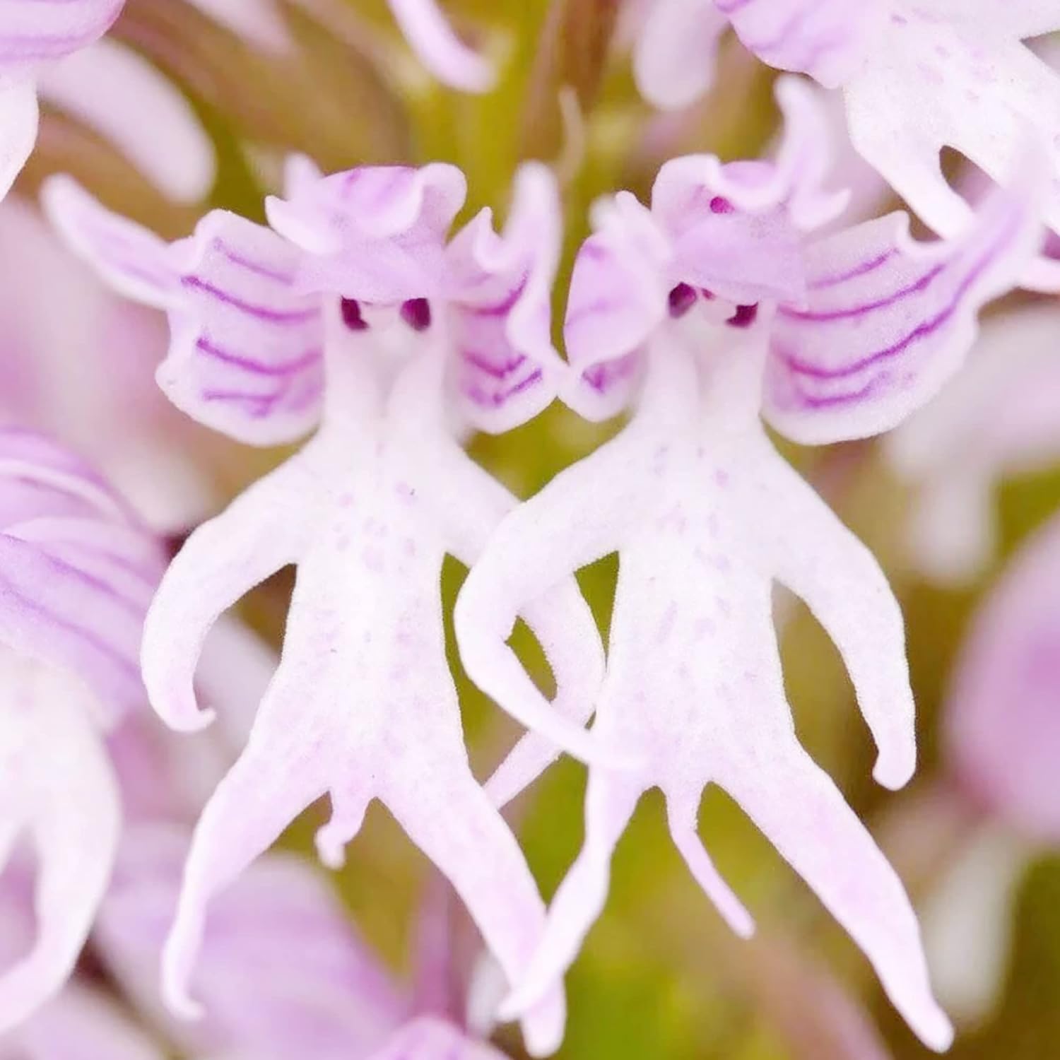 Orchid Seeds Orchis Italica Italian Fascinating And Unique Species Of Distinctive Intriguing Flower