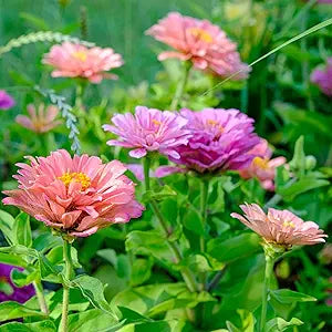 Zinnia Art Deco Fiore Mix seeds for colorful blooms