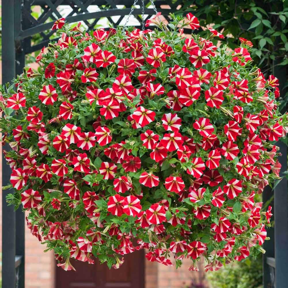 Pelletta Petunia Ultra Red Star Seeds