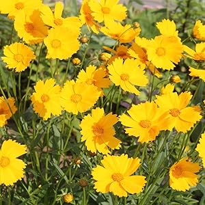 Coreopsis Plant Coreopsis spp. for planting in flower bed