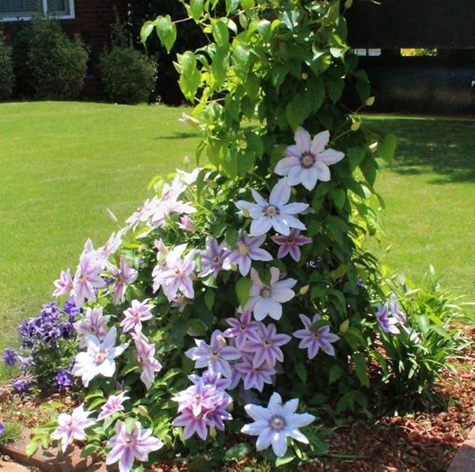 Burgundy Clematis Seeds For Planting Flower