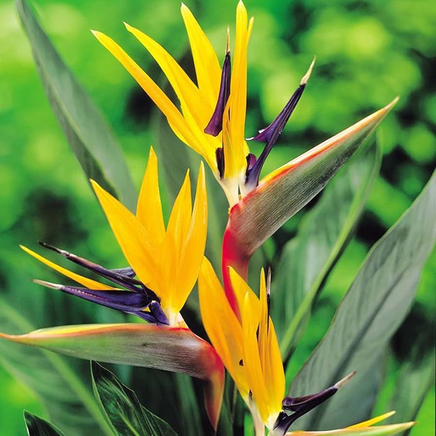 Orange & Violet Strelitzia Seeds - Exotic Flower Planting