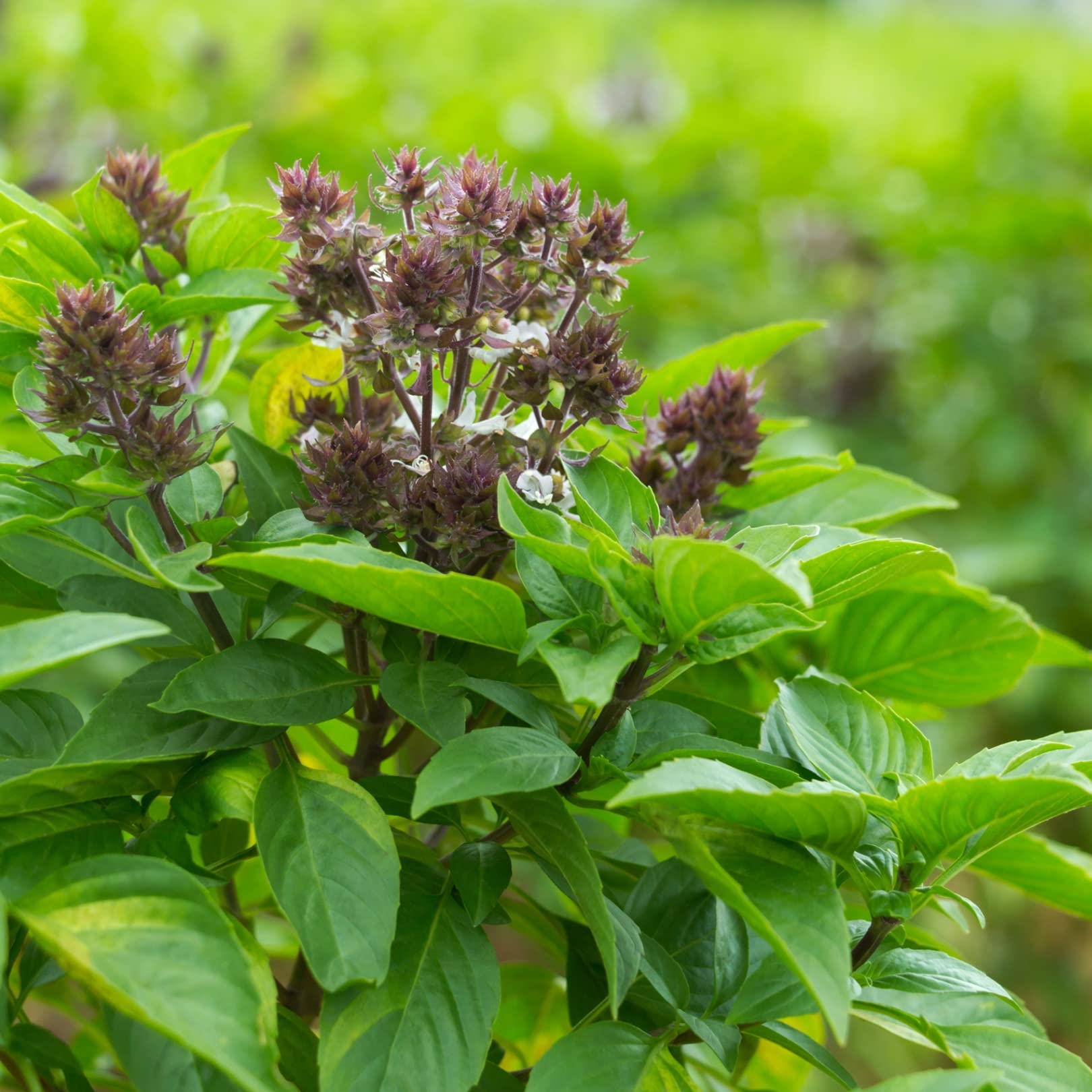 Blue Basil Seeds For Planting - Grow Your Own Flavorful Herb Plant Seeds