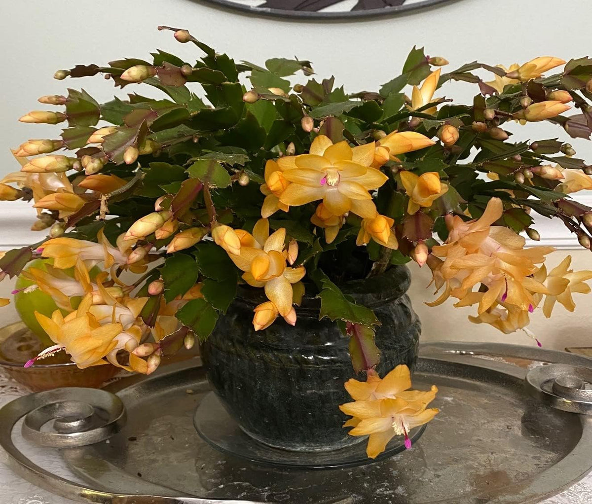 Yellow (Yellow Schlumbergera) seeds for planting in home garden
