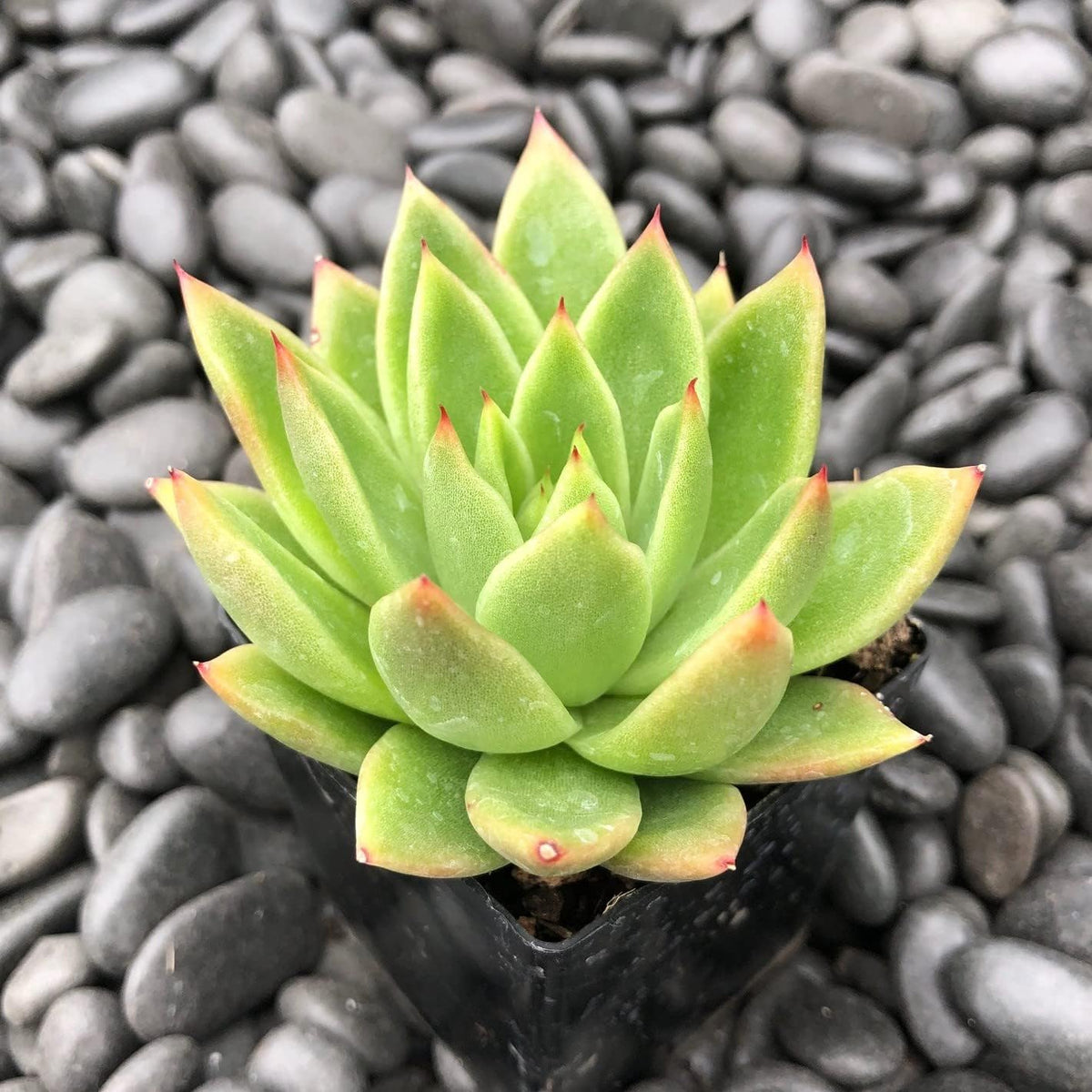 Semillas De Flores Flower seeds for Planting Low Maintenance Heirloom & GMO Free Seeds for Home Garden
 
 Sale seeds for home garden planting