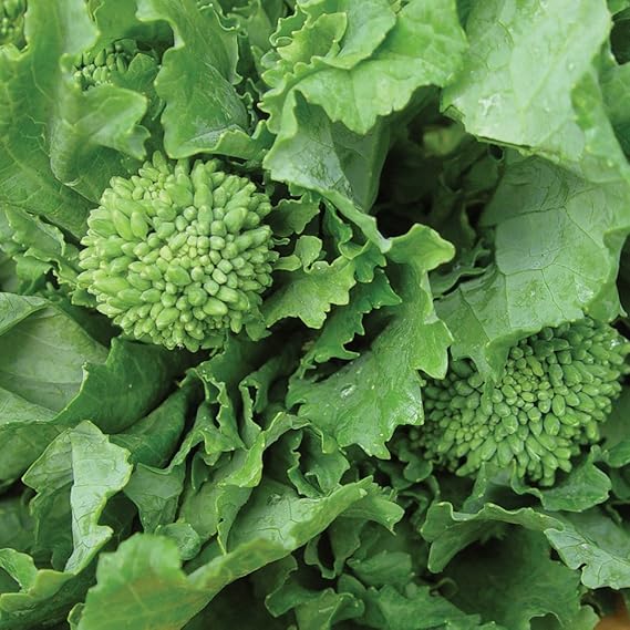 Broccoli Raab seeds for healthy green vegetables