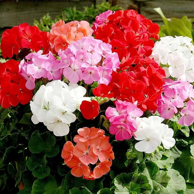 Geranium Flower seeds for Planting - Pollinator Friendly, Heirloom & GMO Free Seeds for Home Garden
 
 Sale for planting in home garden