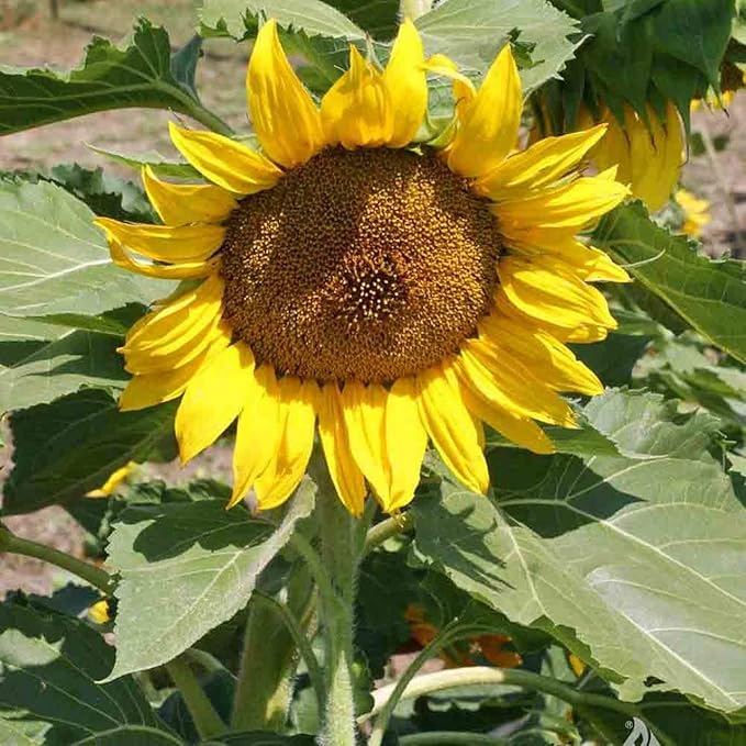 Heirloom Sunflower "Zwerg Sunspot" seeds for compact blooms