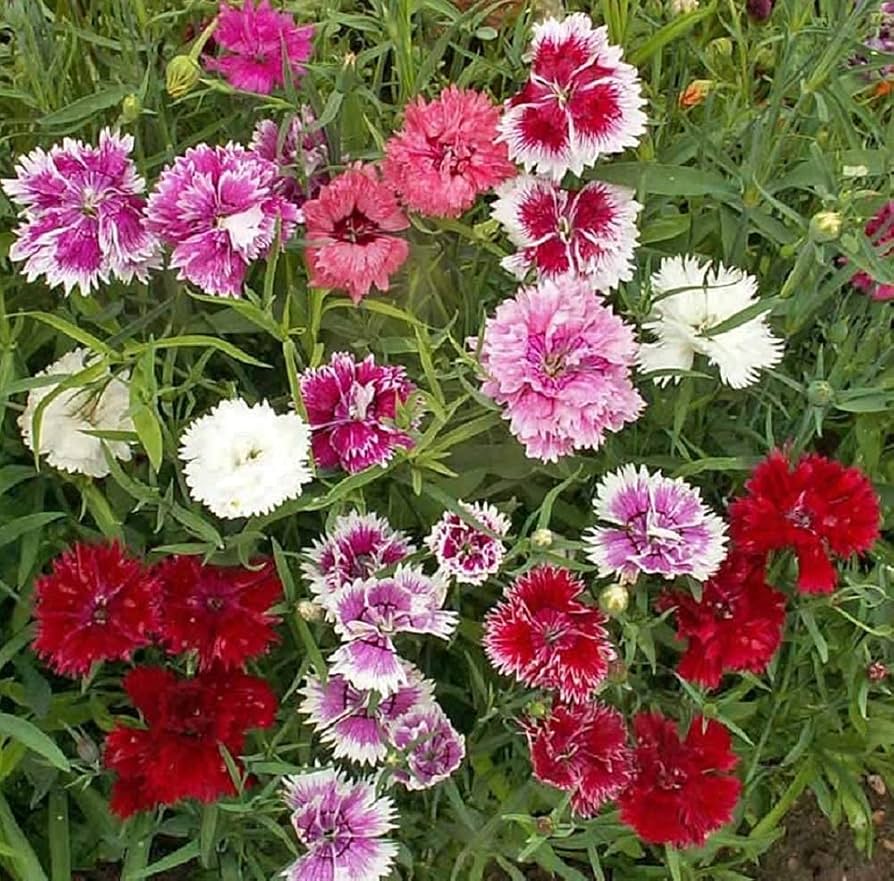 Mixed Dianthus Sonata Flower seeds for Planting - Fragrant Blossoms, Heirloom & GMO Free Seeds for Home Garden
 
 Sale seeds for home garden