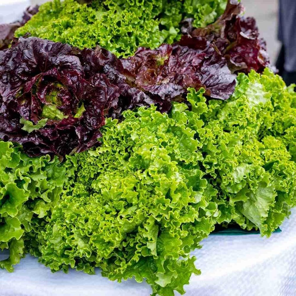 Mixed salad greens vegetable seeds for planting