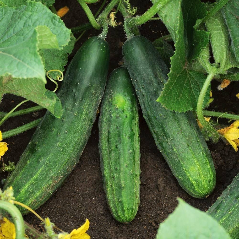 Cucumber Cucumis sativus for planting in vegetable patch