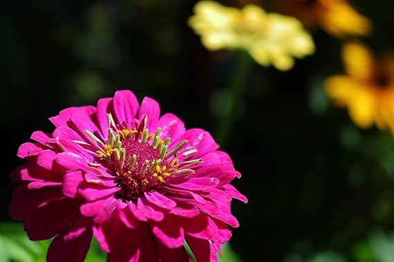 Zinnia Flower Seeds For Lively And Colorful Garden Displays