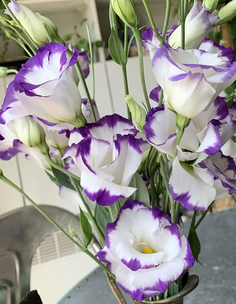 Violet White Lisianthus Flower Seeds For Vibrant Floral Displays - Perfect Planting In Gardens And