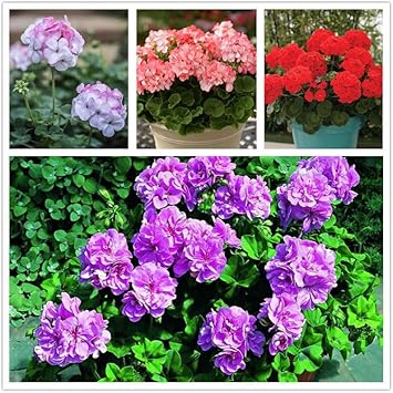 Geranium Apple Blossom Flower seeds for Planting - Vibrant Colors, Heirloom & GMO Free Seeds for Home Garden
 
 Sale seeds for home garden
