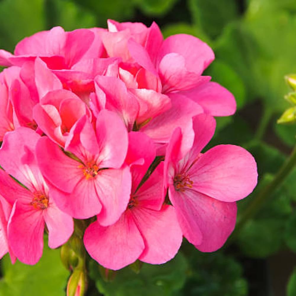 Rose Mix Geranium Seeds - Elegant Perennial Pelargonium Peltatum For Planting