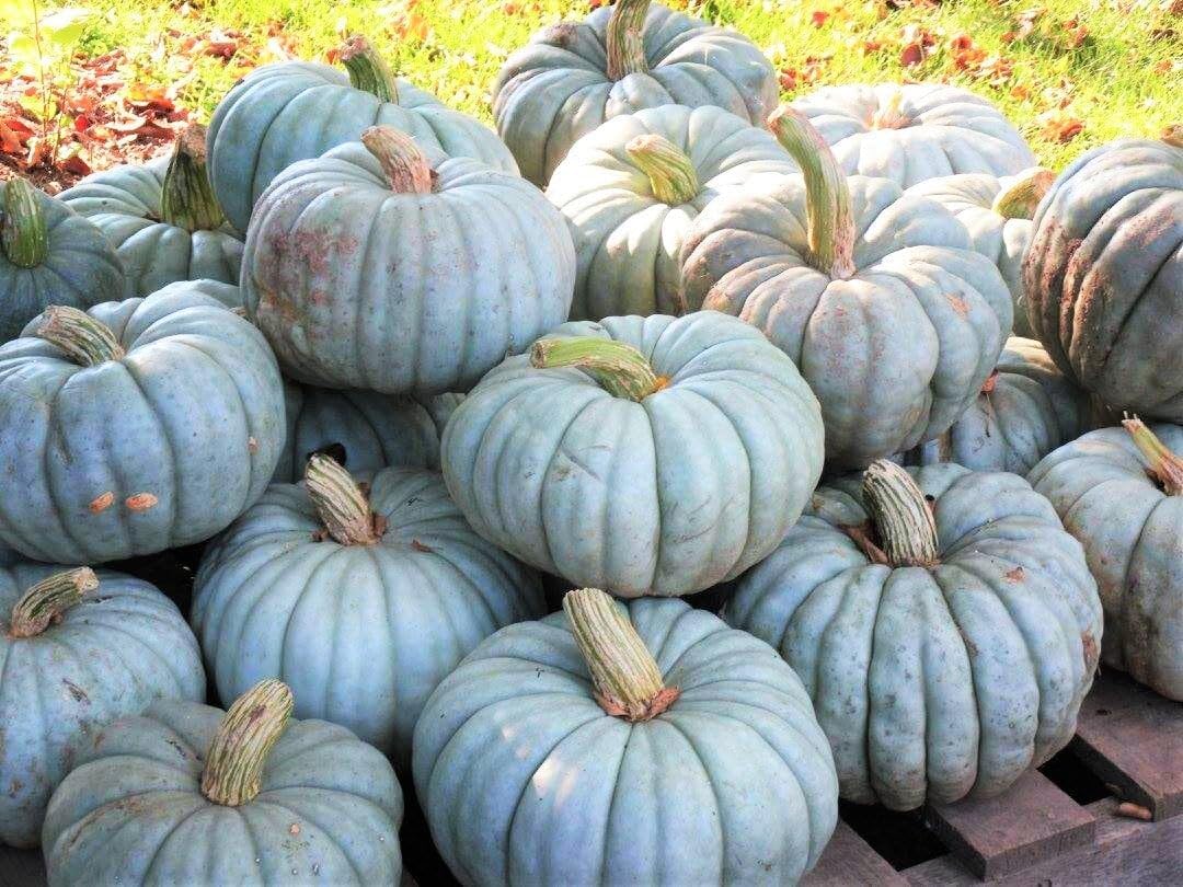 Jarrahdale Pumpkin Seeds For Easy Planting Vegetable Seeds