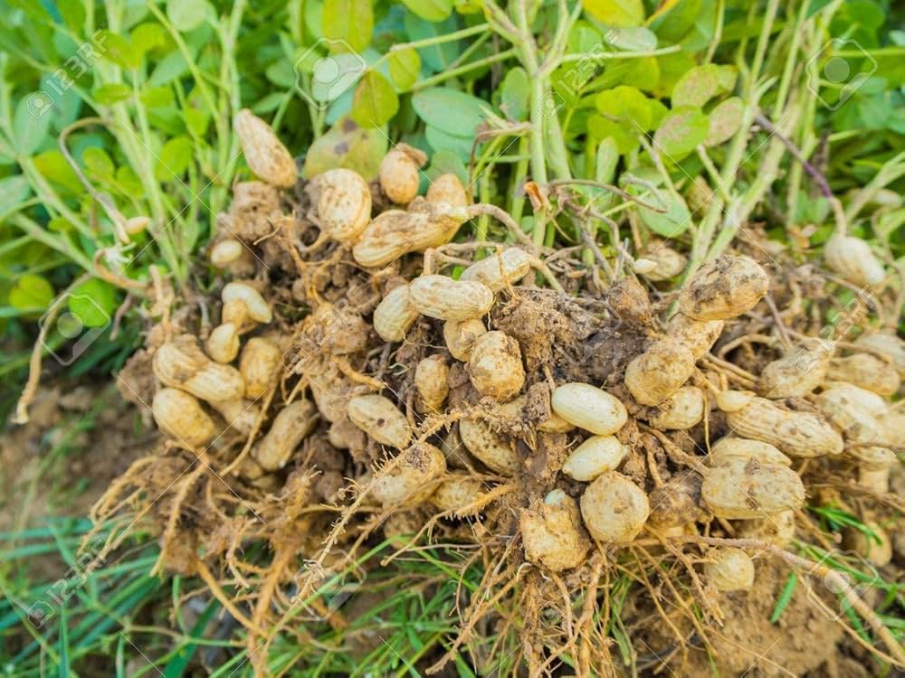 White Peanut Vegetable Seeds For Planting