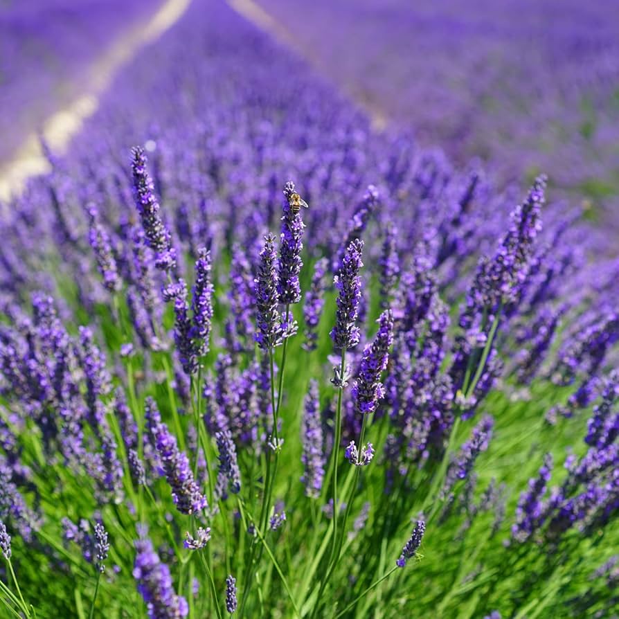 Lavender Hidcote Lavandula angustifolia for planting in herb garden