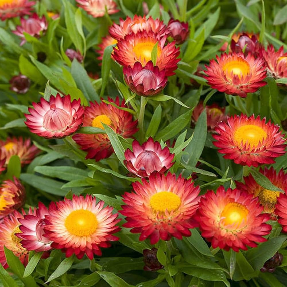 Helichrysum Bikini Bright Mix flower seeds for everlasting gardens