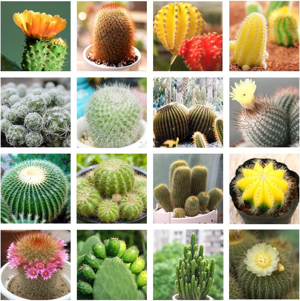 Cactus Flower seeds for Planting - Compact Growth, Heirloom & GMO Free Seeds for Home Garden
 
 Sale seeds for home garden