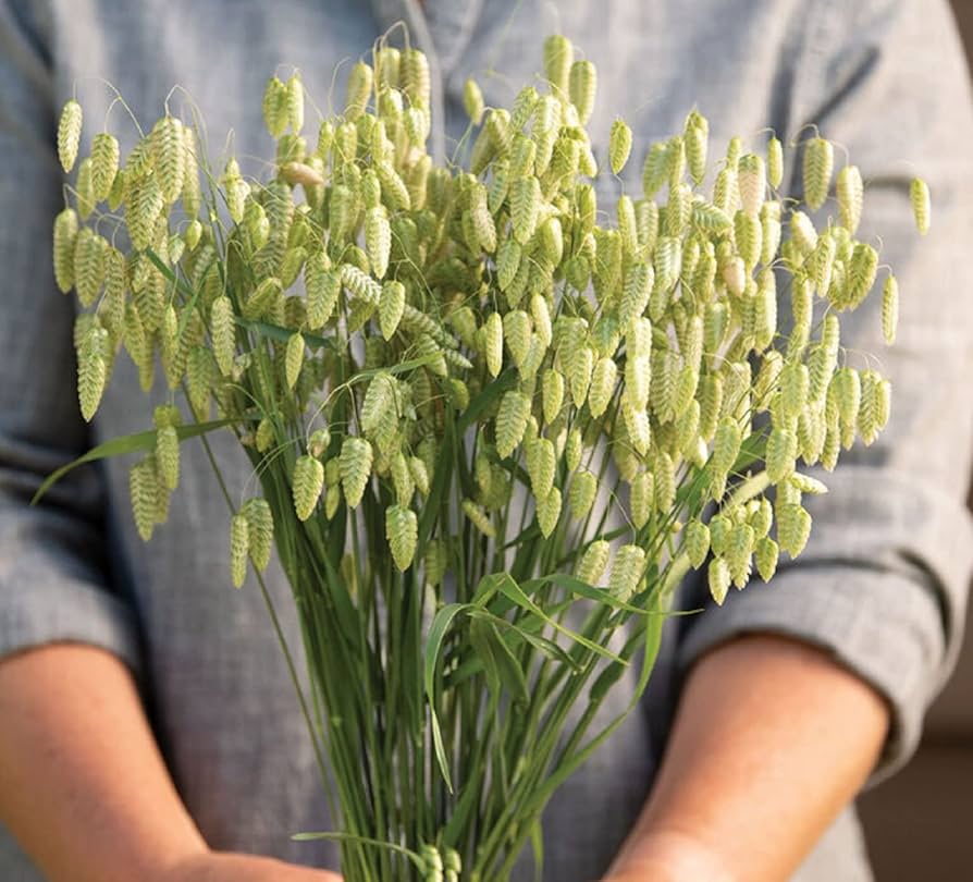 Klapperschlange Grassamen Rattlesnake switchgrass seeds