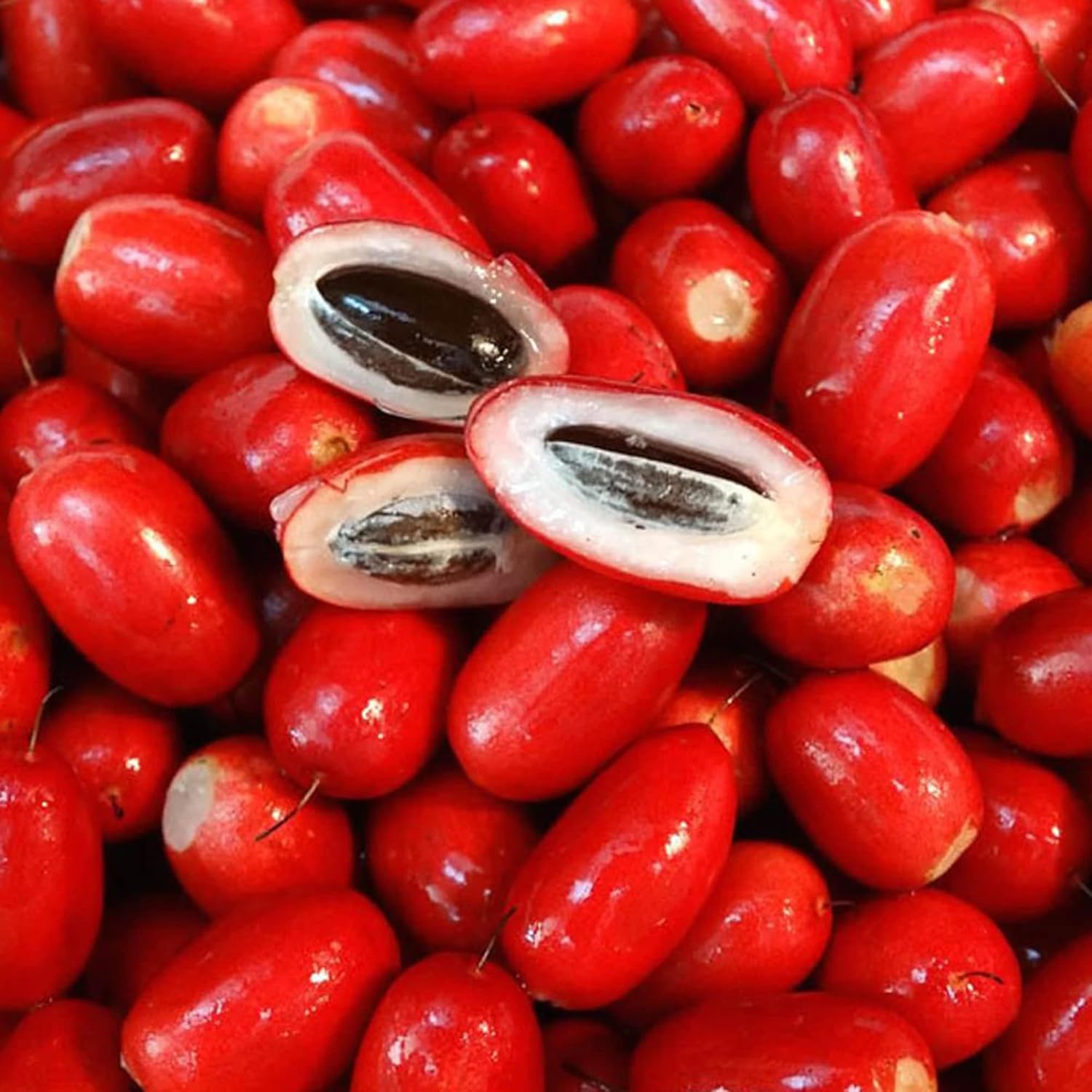 Synsepalum Dulcificum Seeds Miracle Berry Fruit Red Berries Outdoor Best Selling