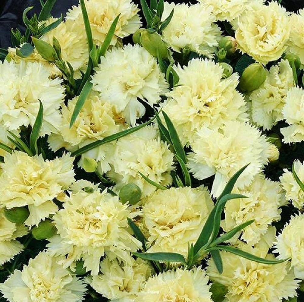 Yellow Carnation Flower Seeds Planting